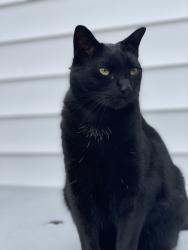 Lost Male Cat last seen Parkhill Ave , Massapequa, NY 11758