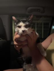 Reunited Female Cat last seen 14th and Riggs, Washington, DC 20009