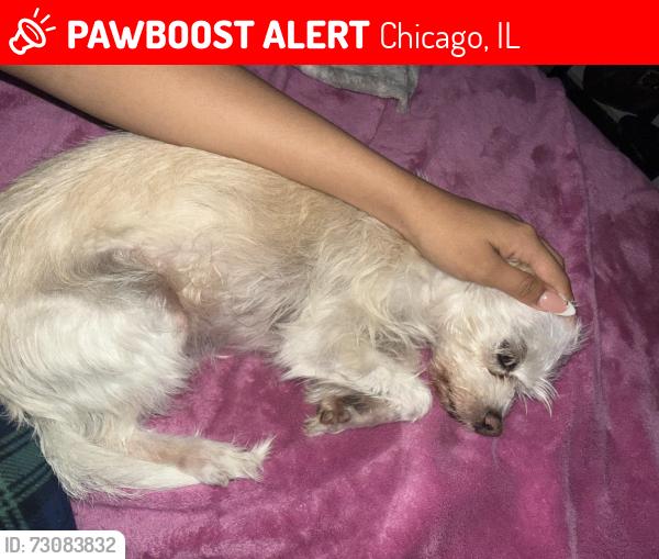 Lost Female Dog last seen Throop street & 83rd st, Chicago, IL 60620
