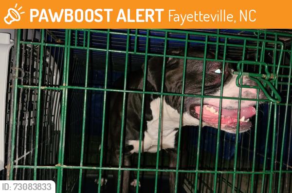Found/Stray Male Dog last seen Berlinale and Rockford Drive, Fayetteville, NC 28304