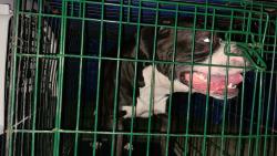 Found/Stray Male Dog last seen Berlinale and Rockford Drive, Fayetteville, NC 28304