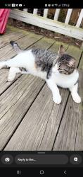 Reunited Female Cat last seen Feeney, Plainfield, IL 60586