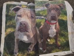 Lost Female Dog last seen Spokane county Superior courthouse, Spokane County, WA 99206