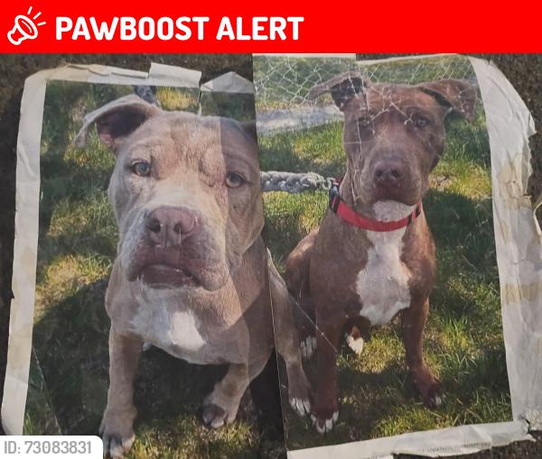 Lost Female Dog last seen Spokane county Superior courthouse, Spokane County, WA 99206