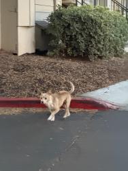 Found/Stray Female Dog last seen Eaves San Jose, San Jose, CA 95132