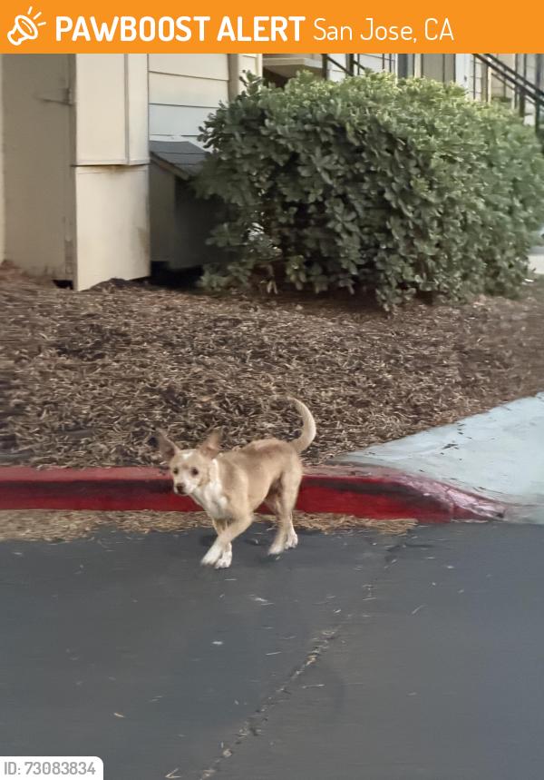 Found/Stray Female Dog last seen Eaves San Jose, San Jose, CA 95132