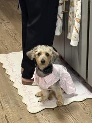 Reunited Female Dog last seen Near Dogwood Ln, Acworth, GA 30102, USA, Acworth, GA 30102