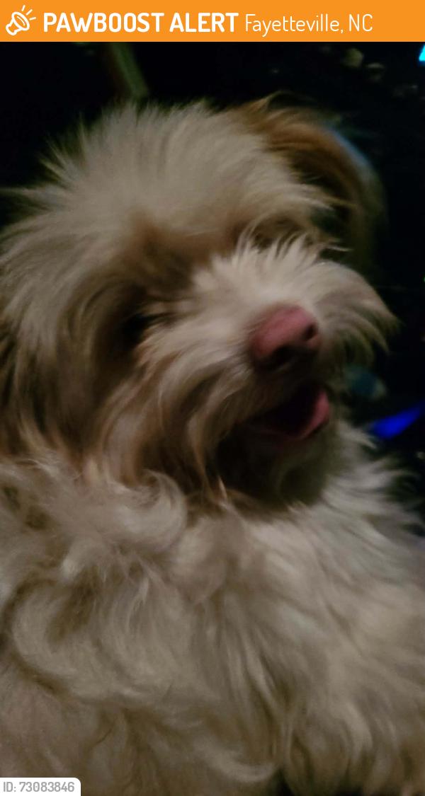 Found/Stray Male Dog last seen Rockford and Berridale, Fayetteville, NC 28304
