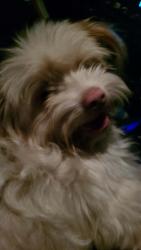 Found/Stray Male Dog last seen Rockford and Berridale, Fayetteville, NC 28304