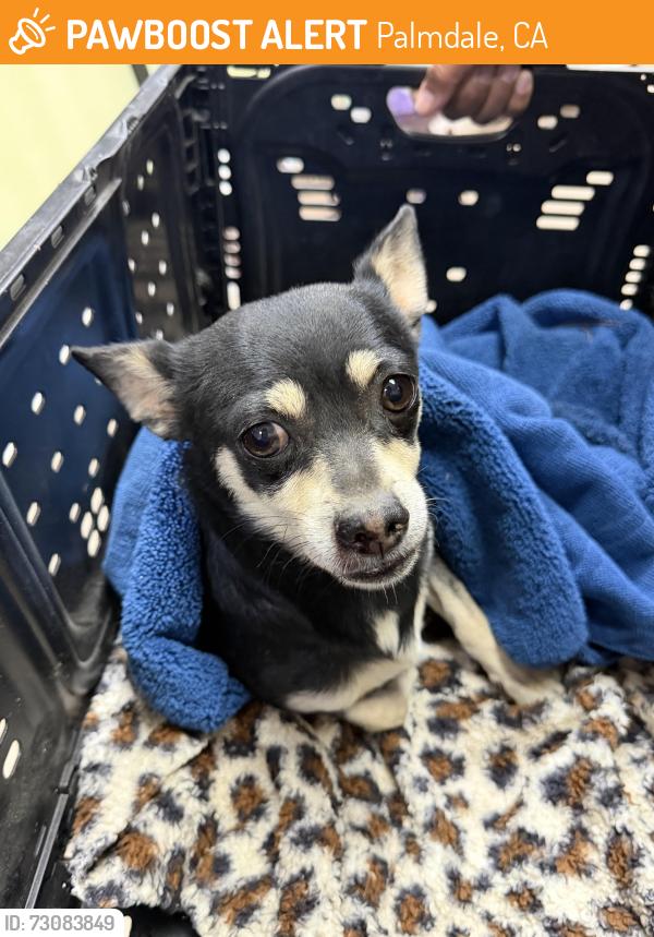 Found/Stray Female Dog last seen Monaco ln Palmdale, Palmdale, CA 93552