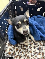 Found/Stray Female Dog last seen Monaco ln Palmdale, Palmdale, CA 93552