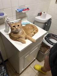 Lost Male Cat last seen NW 26th & Independence, Oklahoma City, OK 73107