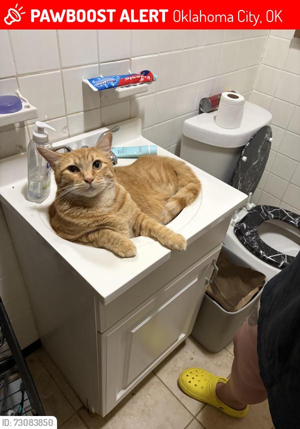 Lost Male Cat last seen NW 26th & Independence, Oklahoma City, OK 73107