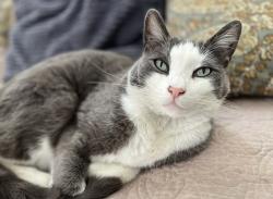 Lost Male Cat last seen West Vermont Ave & Citron, Anaheim, CA 92805