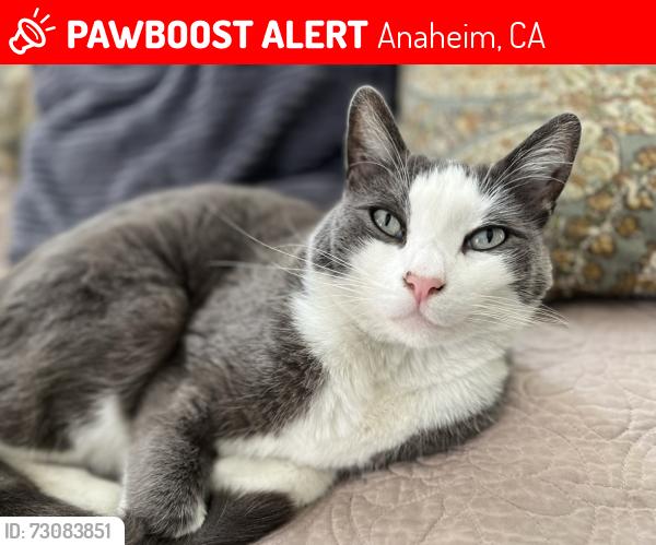 Lost Male Cat last seen West Vermont Ave & Citron, Anaheim, CA 92805