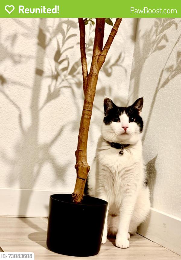 Reunited Male Cat last seen Robins cove, Stockton, CA 95219