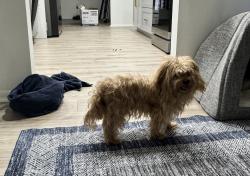 Found/Stray Male Dog last seen Hypoluxo and Congress, Lake Worth Beach, FL 33460