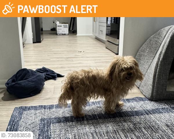 Found/Stray Male Dog last seen Hypoluxo and Congress, Lake Worth Beach, FL 33460