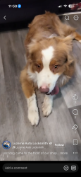 Reunited Male Dog last seen E North Hampton St, Wilkes-Barre, PA 18702