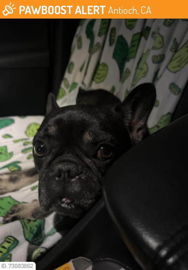 Found/Stray Female Dog last seen Sycamore drive , Antioch, CA 94509