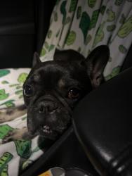 Found/Stray Female Dog last seen Sycamore drive , Antioch, CA 94509