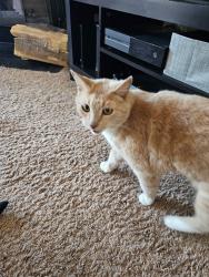 Lost Male Cat last seen Sunland Pl., Riverside, CA 92504