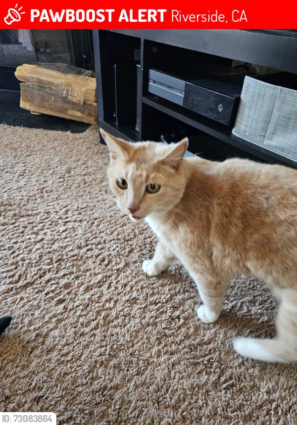 Lost Male Cat last seen Sunland Pl., Riverside, CA 92504