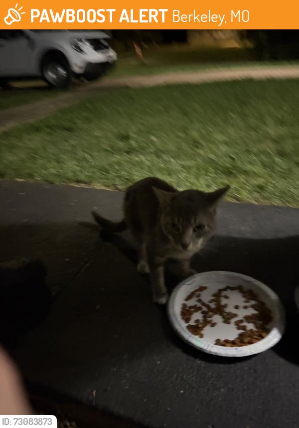 Found/Stray Unknown Cat last seen Frost, Berkeley, MO 63134