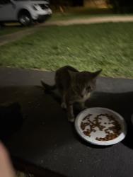 Found/Stray Unknown Cat last seen Frost, Berkeley, MO 63134