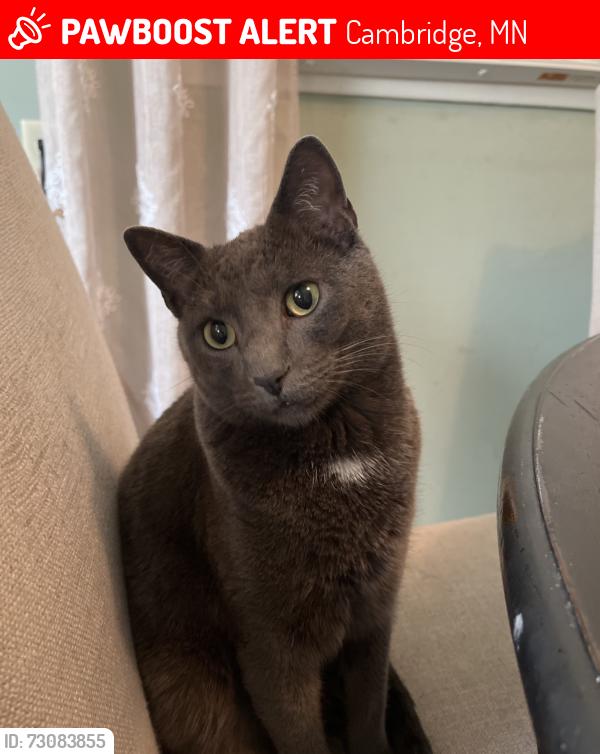 Lost Male Cat last seen Center Pointe Church CAMBRIDGE MN BLACKFOOT ST NW, Cambridge, MN 55008