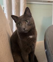 Lost Male Cat last seen Center Pointe Church CAMBRIDGE MN BLACKFOOT ST NW, Cambridge, MN 55008