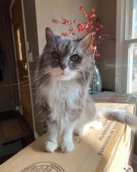 Reunited Female Cat last seen Madison st and Poplar ave, Elmhurst, IL 60126