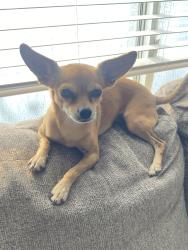 Lost Female Dog last seen El Rio Ln, Desert Hot Springs, Desert Hot Springs, CA 92240
