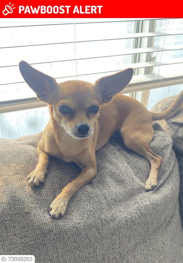 Lost Female Dog last seen El Rio Ln, Desert Hot Springs, Desert Hot Springs, CA 92240
