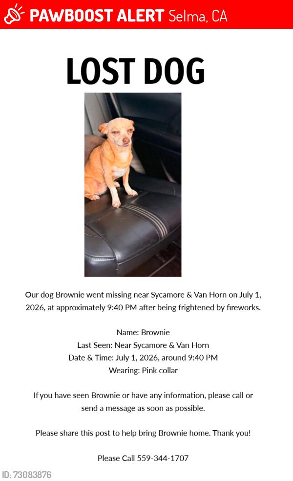 Lost Female Dog last seen Sycamore and van horn, Selma, CA 93662