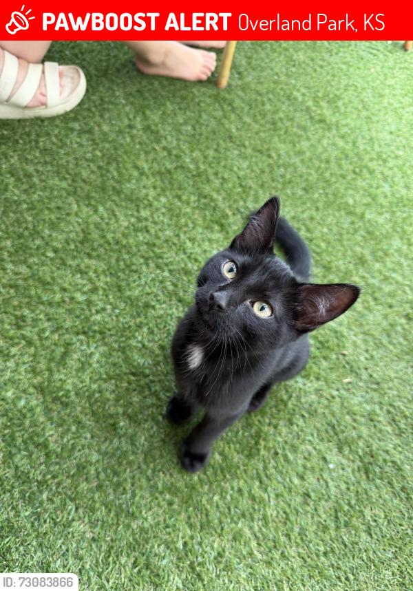 Lost Male Cat last seen Farley St., Overland Park, KS 66212
