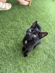 Lost Male Cat last seen Farley St., Overland Park, KS 66212