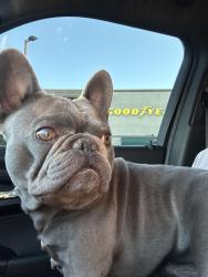 Found/Stray Male Dog last seen Seven hills anthem Vivaldi park, Henderson, NV 89052