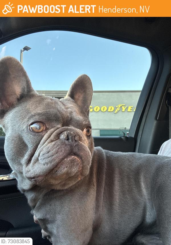 Found/Stray Male Dog last seen Seven hills anthem Vivaldi park, Henderson, NV 89052