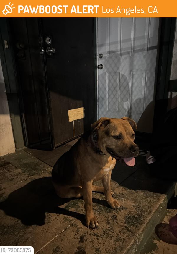 Found/Stray Female Dog last seen pico blvd & van ness ave, Los Angeles, CA 90019