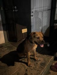 Found/Stray Female Dog last seen pico blvd & van ness ave, Los Angeles, CA 90019