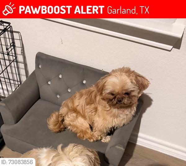 Lost Male Dog last seen Glendfield dr, Garland, TX 75040