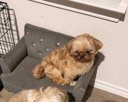 Lost Male Dog last seen Glendfield dr, Garland, TX 75040