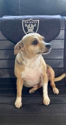 Lost Female Dog last seen G street, Lompoc, CA 93436