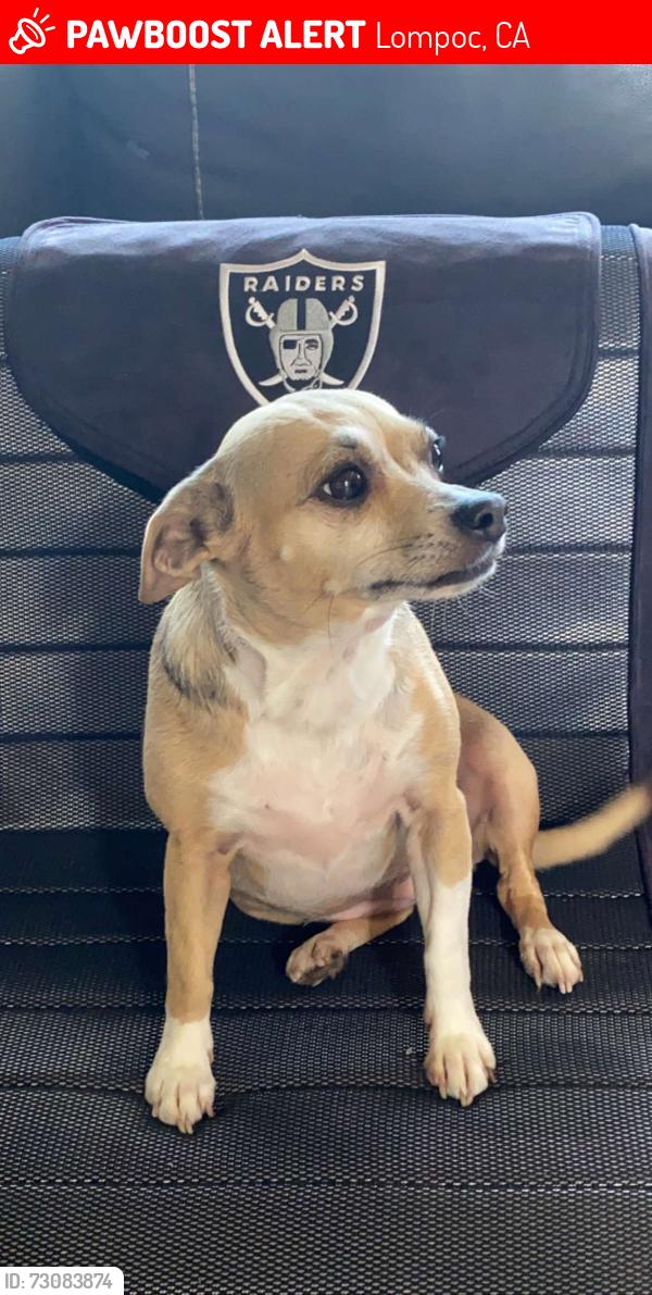 Lost Female Dog last seen G street, Lompoc, CA 93436