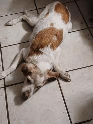Lost Female Dog last seen Greening and Painter, Whittier, CA 90605