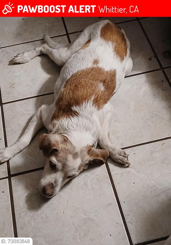 Lost Female Dog last seen Greening and Painter, Whittier, CA 90605