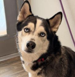 Shelter Stray Male Dog last seen Not Provided., San Diego, CA, 92110, 5500 Gaines St, San Diego, CA 92110, USA