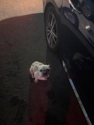 Found/Stray Female Dog last seen Olympic st, Los Angeles, CA 90015