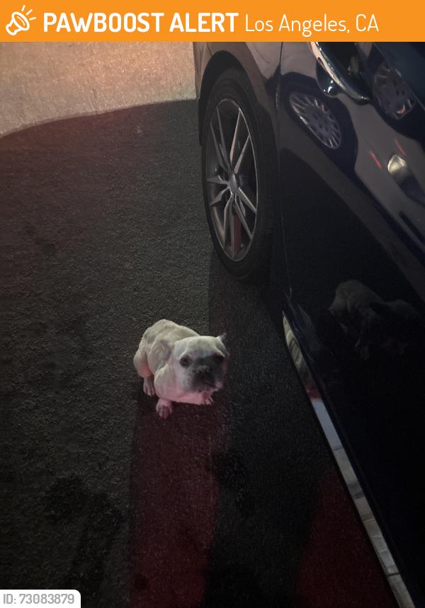 Found/Stray Female Dog last seen Olympic st, Los Angeles, CA 90015
